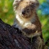 Koala - Phascolarctos cinereus o3933